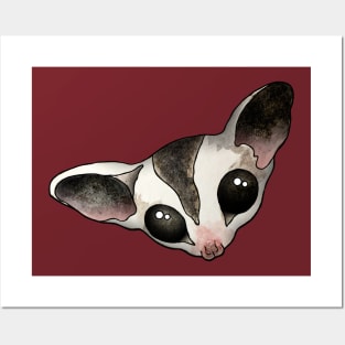 Sugar glider Posters and Art